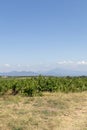 Mont Ventoux mountain and Dentelles de Montmirail chain of mountains with green wine fields of Provence, France Royalty Free Stock Photo