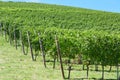 Green vineyards hill in a sunny day, blue sky