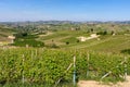 Green vineyards on the hills of Langhe Royalty Free Stock Photo