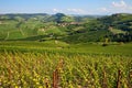 Green vineyards on the hills of Langhe in Italy