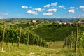 Green vineyards on the hills of Langhe, Italy. Royalty Free Stock Photo