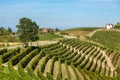 Green vineyards on the hills of Piedmont, Italy.