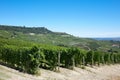 Green vineyards and Langhe hills in Italy, blue sky Royalty Free Stock Photo