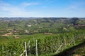 Green vineyards and Langhe hills in Italy in a sunny day Royalty Free Stock Photo