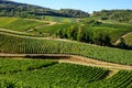 Green vineyards located on hills of  Jura French region ready to harvest and making red, white and special jaune wine, France Royalty Free Stock Photo