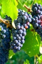 Green vineyards located on hills of  Jura French region, red pinot noir, poulsard or trousseau grapes ready to harvest and making Royalty Free Stock Photo