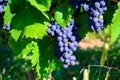 Green vineyards located on hills of  Jura French region, red pinot noir, poulsard or trousseau grapes ready to harvest and making Royalty Free Stock Photo