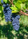 Green vineyards located on hills of  Jura French region, red pinot noir, poulsard or trousseau grapes ready to harvest and making Royalty Free Stock Photo