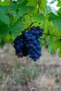 Green vineyards located on hills of  Jura French region, red pinot noir, poulsard or trousseau grapes ready to harvest and making Royalty Free Stock Photo