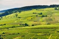 Green vineyards. Pommard wine region, France