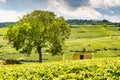 Green vineyards. Pommard wine region, France