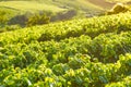 Green vineyards. Pommard wine region, France