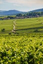 Green vineyards. Pommard wine region, France