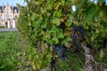 Tasting of Bordeaux blended red wine on green vineyards with rows of red Cabernet Sauvignon grape variety of Haut-Medoc vineyards Royalty Free Stock Photo