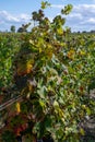 Views of wine domain or chateau in Haut-Medoc red wine making region, Margaux village, Bordeaux, left bank of Gironde Estuary, Royalty Free Stock Photo