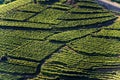 Green vineyards at summer - Trentino Alto Adige Italy Royalty Free Stock Photo