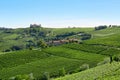 Green vineyards in a sunny day in the Italian country, blue sky Royalty Free Stock Photo
