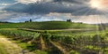 Green vineyards in tuscan countryside at sunset with cloudy sky in Italy Royalty Free Stock Photo