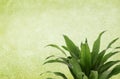 Green Vintage Background with Plant Royalty Free Stock Photo