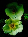 Green vintage flower macro background fine art digital photography instant prints products Royalty Free Stock Photo