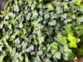 Green viny ivy Royalty Free Stock Photo