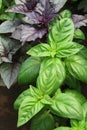 Green and violet basil on kitchen garden Royalty Free Stock Photo