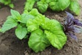 Green and violet basil on a kitchen garden