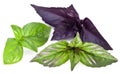 Green and violet basil leaves isolated on a white. Royalty Free Stock Photo