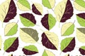 Green and violet basil leaves for print design