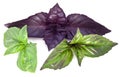 Green and violet basil leaves on a white. Royalty Free Stock Photo