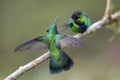 Green Violet-ear - Colibri thalassinus