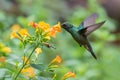 Green Violet-ear - Colibri thalassinus