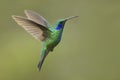 Green Violet-ear - Colibri thalassinus Royalty Free Stock Photo