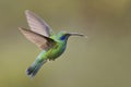 Green Violet-ear - Colibri thalassinus