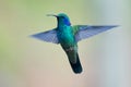 Green Violet-ear Colibri thalassinus hummingbird in flight isolated on a green