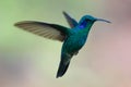 Green Violet-ear Colibri thalassinus hummingbird in flight isolated on a green