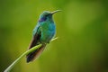 Green Violet-ear, Colibri thalassinus, Hummingbird with green leave in natural habitat, Panama