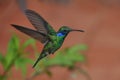 Green violet ear hummingbird