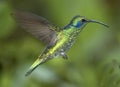 Green violet-ear hummingbird