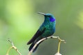 Green Violet-Ear Hummingbird Colibri thalassinus