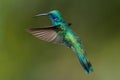 Green Violet-ear Hummingbird in Costa Rica