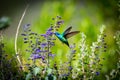 Green Violet Eared Hummingbird.