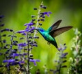 Green Violet Eared Hummingbird.