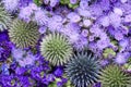Green and violet flowers background. View from above Royalty Free Stock Photo