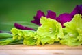Green and violet gladioli flowers Royalty Free Stock Photo