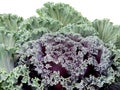 Green and Violet Longlived cabbage, Pu Lay Royalty Free Stock Photo