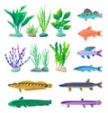 Different-sized and Colored Fish and Algae Poster