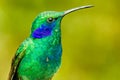 Green Violetear