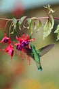 Green violetear, Colibri thalassinus, hovering next to red flower in garden, bird from mountain tropical forest, Costa Ri Royalty Free Stock Photo