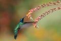 Green violetear, Colibri thalassinus, hovering next to red flower in garden, bird from mountain tropical forest, Costa Ri Royalty Free Stock Photo